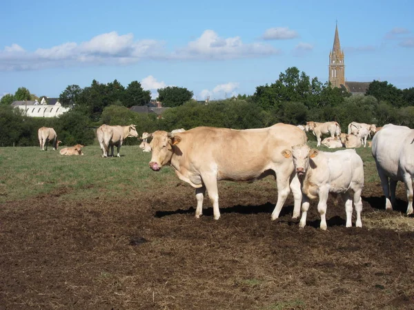 Koeien in de weiden in Frankrijk — Stockfoto