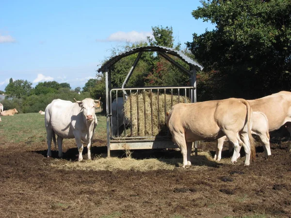 Kühe auf Weiden in Frankreich — Stockfoto