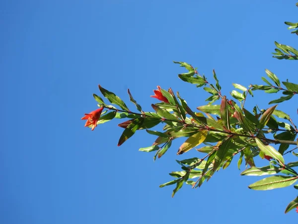 Pomegranate flowers on tree — Stock Photo, Image