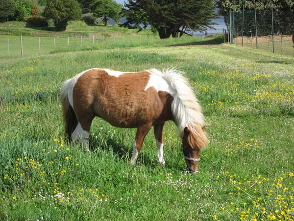 Pony in a meadow in Brittany — Stock Photo, Image