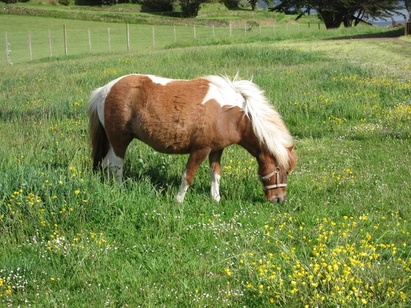 Pônei em um prado — Fotografia de Stock