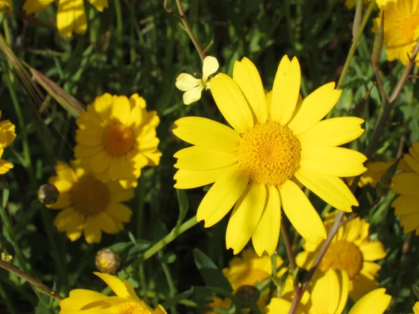 Gyllene daisy i en äng — Stockfoto