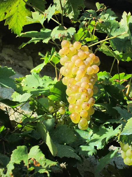 Vigne de raisin sur un mur — Photo