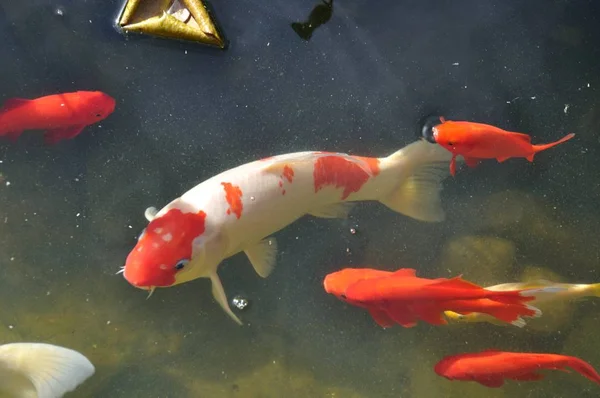 Koi-Karpfen im Teich — Stockfoto