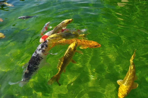 Koi-Karpfen im Teich — Stockfoto