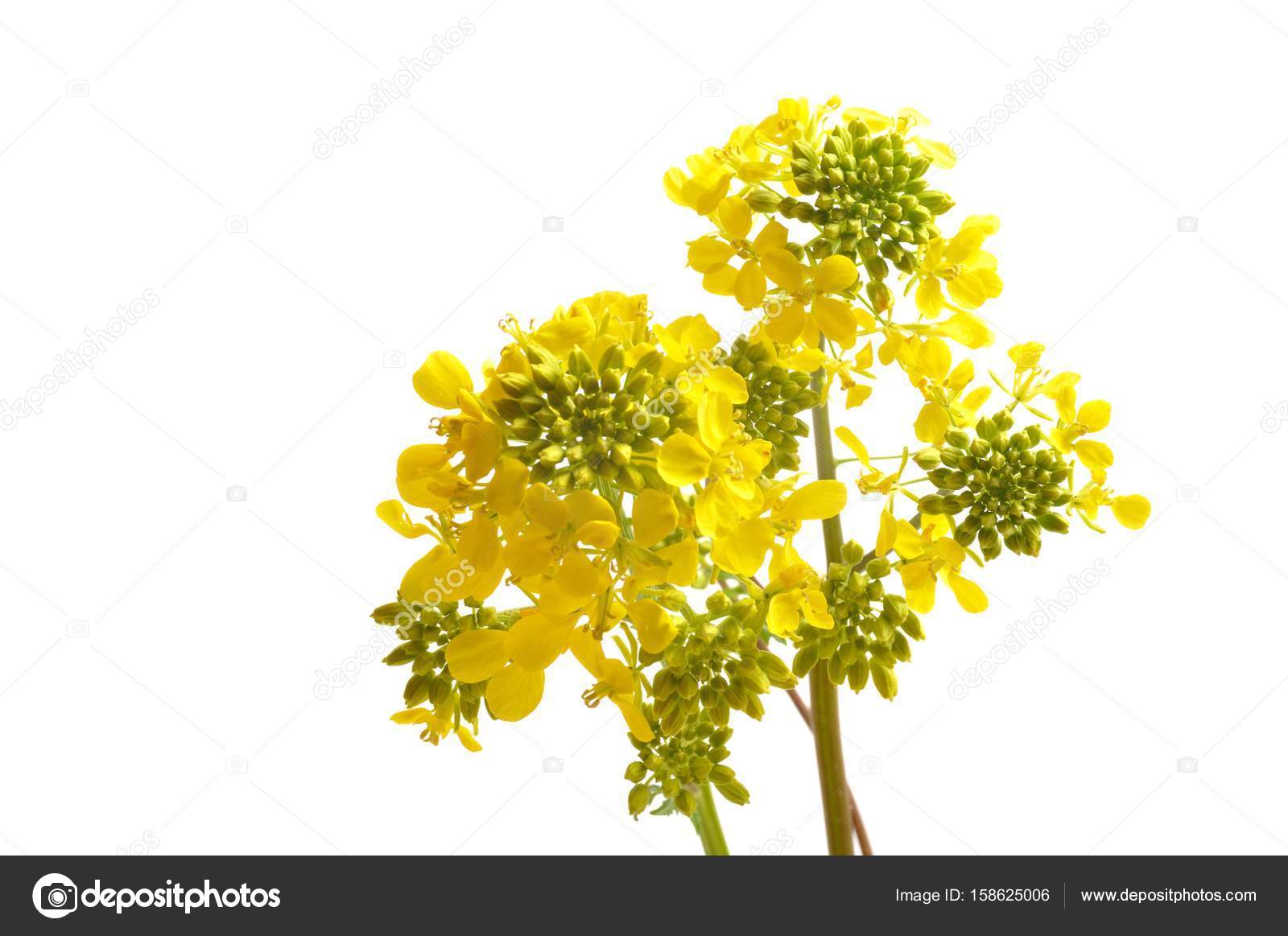Yellow mustard flower with leaf ⬇ Stock Photo, Image by © BZH2224