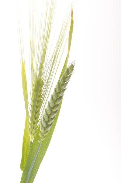 Green wheat and barley bouquet border, isolated on white background — Stock Photo, Image