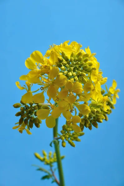 Flor de mostaza amarilla con hoja — Foto de Stock