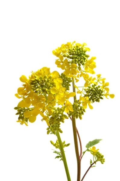 Yellow mustard flower with leaf — Stock Photo, Image