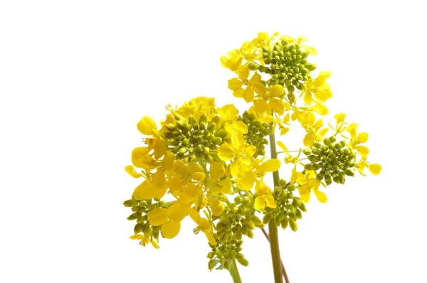 Flor de mostaza amarilla con hoja — Foto de Stock