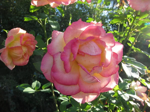 Rosenstrauch in einem Garten — Stockfoto