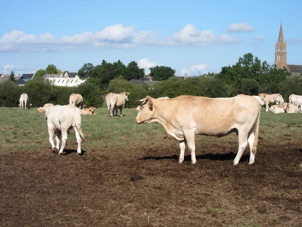 Vacas en prados en Francia —  Fotos de Stock