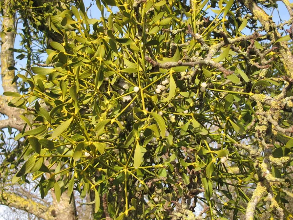 Vischio che cresce su un albero — Foto Stock