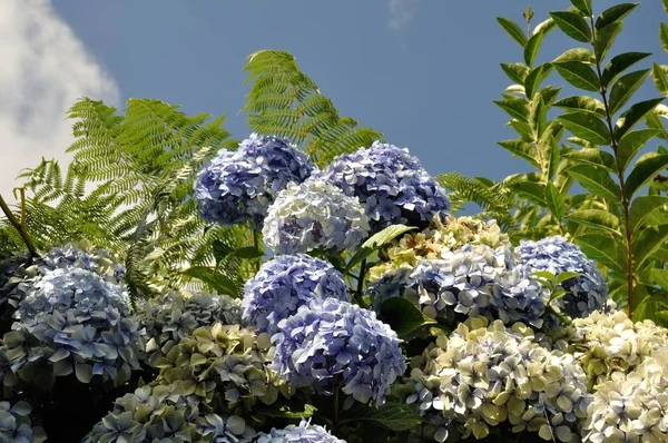 Blue hydrangea bush — Stock Photo, Image