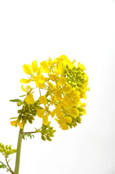 Flor de mostaza amarilla con hoja —  Fotos de Stock