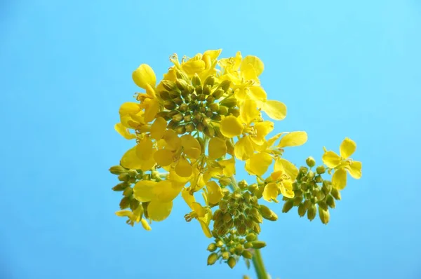 Yellow mustard flower with leaf — Stock Photo, Image