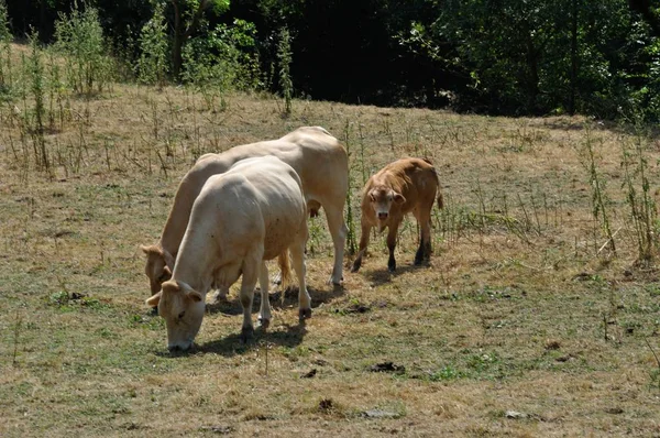 Vacas em prados em Francia — Fotografia de Stock