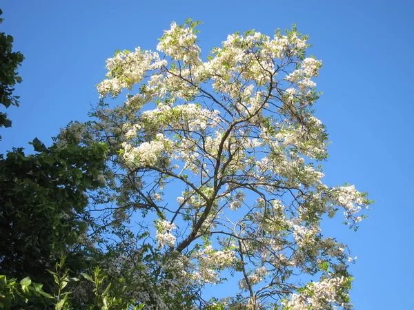 Den svarta gräshoppor eller Acacia på blå himmel — Stockfoto