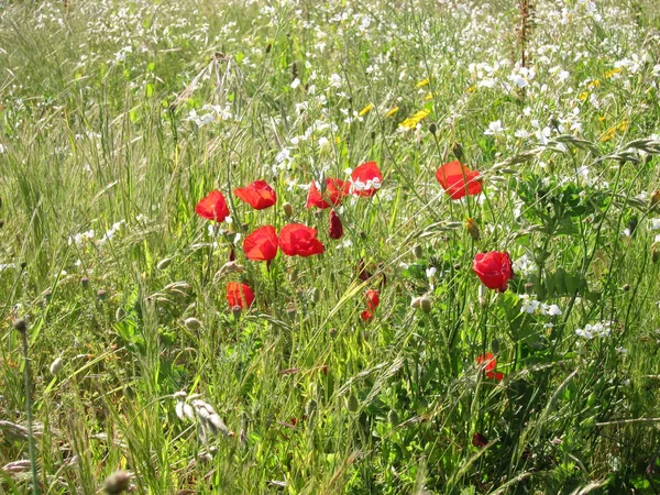 Amapolas en el prado en Francia — Foto de Stock