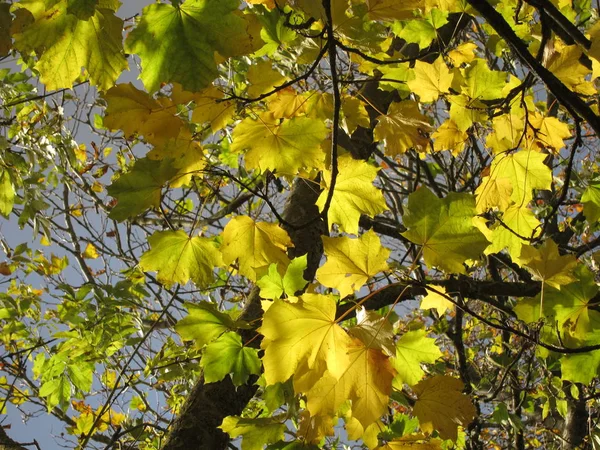 Träd i höstfärger — Stockfoto