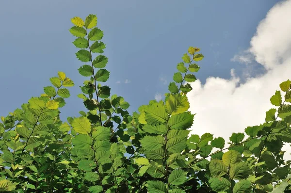 Foliage in summer — Stock Photo, Image