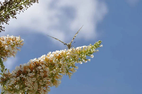 Tigre canadiense Swallowtail — Foto de Stock