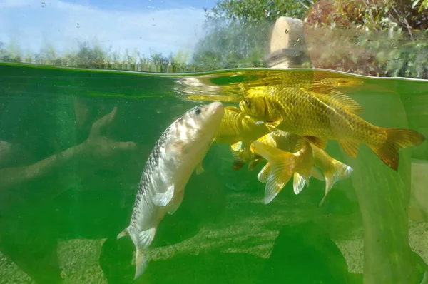 Ikan koi di kolam — Stok Foto