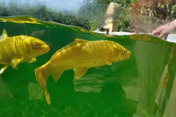 Ikan koi di kolam — Stok Foto
