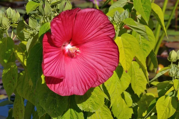 Hibiscus bataklıklar çiçek — Stok fotoğraf