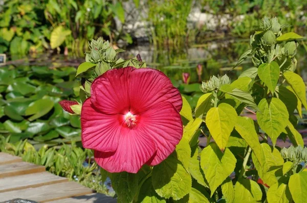 Hibiscus van de moerassen bloemen — Stockfoto