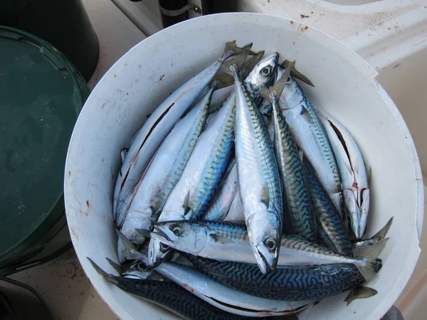 Mackerel in a bucket — Stock Photo, Image