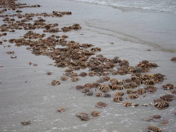 Dode krabben op strand — Stockfoto