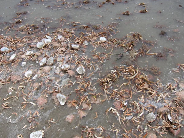 Martwe kraby na plaży — Zdjęcie stockowe