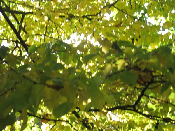 Boom in herfstkleuren — Stockfoto