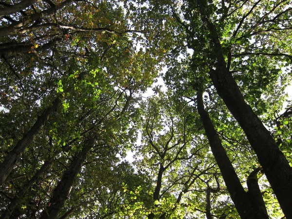 Árbol en colores otoñales — Foto de Stock