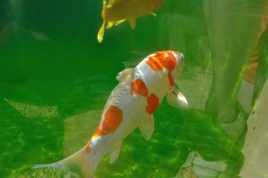 Koi sazanları gölde