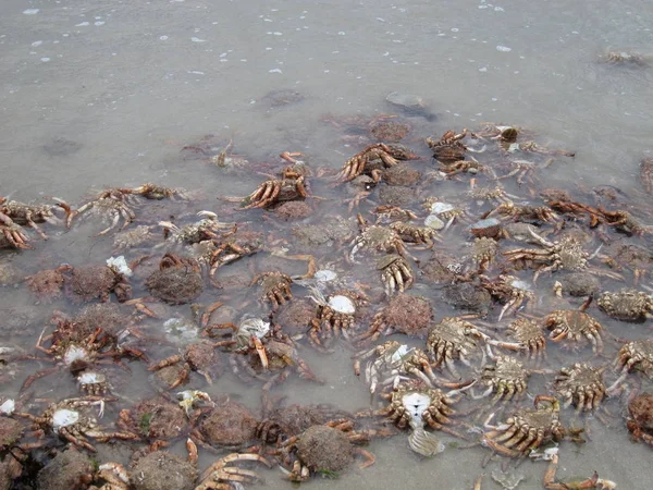 Dode krabben op strand — Stockfoto