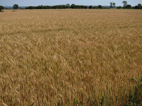 A field of  wheat — Stock Photo, Image