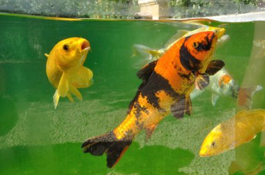 Koi sazanları gölde