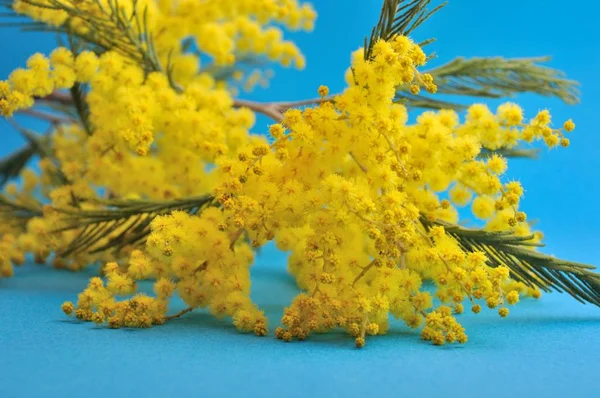Студійний Знімок Квітів Мімози — стокове фото