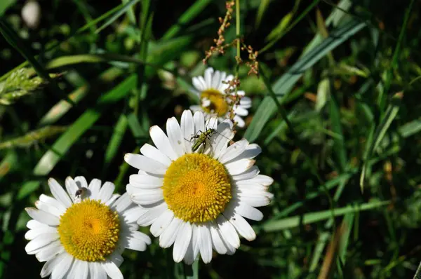 Daisy bir çayırda — Stok fotoğraf