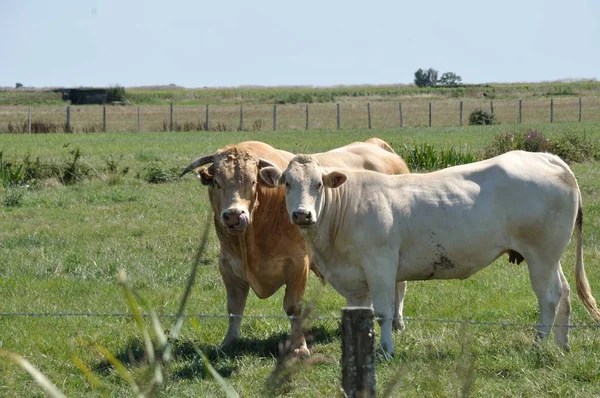 Cows in meadows — Stock Photo, Image