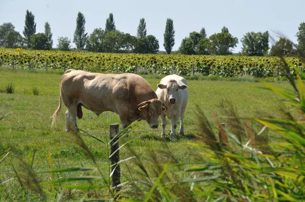 Koeien in weilanden — Stockfoto