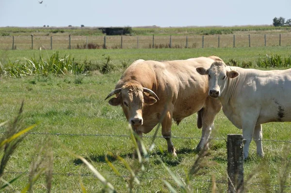 Коровы на лугах — стоковое фото
