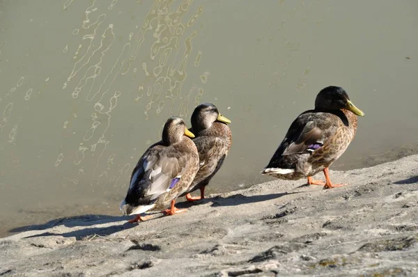 Tre ankor längs floden — Stockfoto