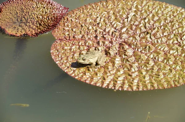 Sapo verde na folha de lírio de água — Fotografia de Stock