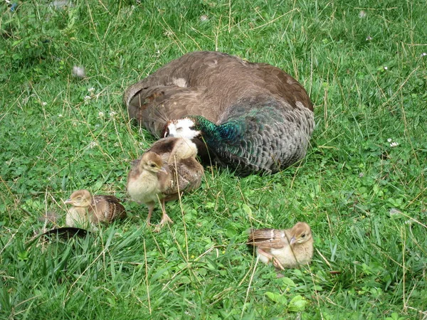 Peahen and chicks  in a park — Stock Photo, Image