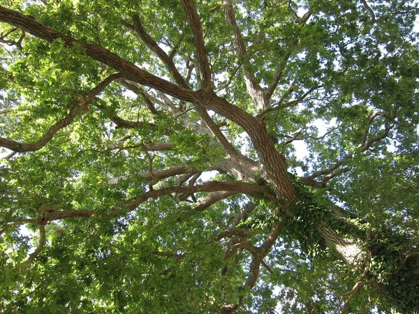 Träd på sommaren — Stockfoto