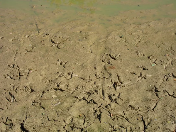 Étang sec, trace de pieds d'oiseau — Photo