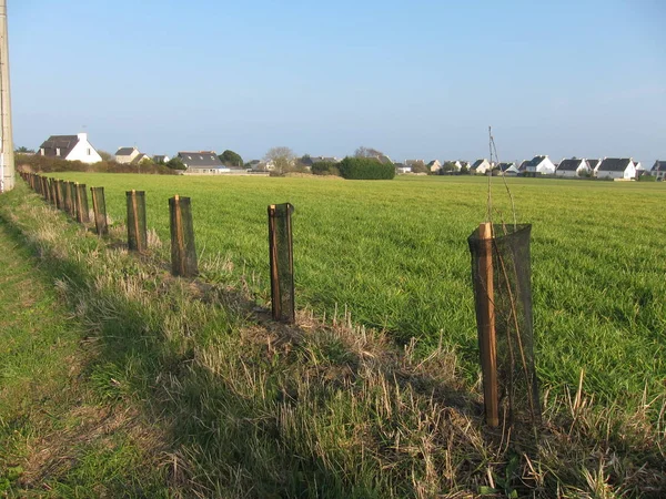 Plantación de árboles nuevos, con refugios de árboles protectores —  Fotos de Stock